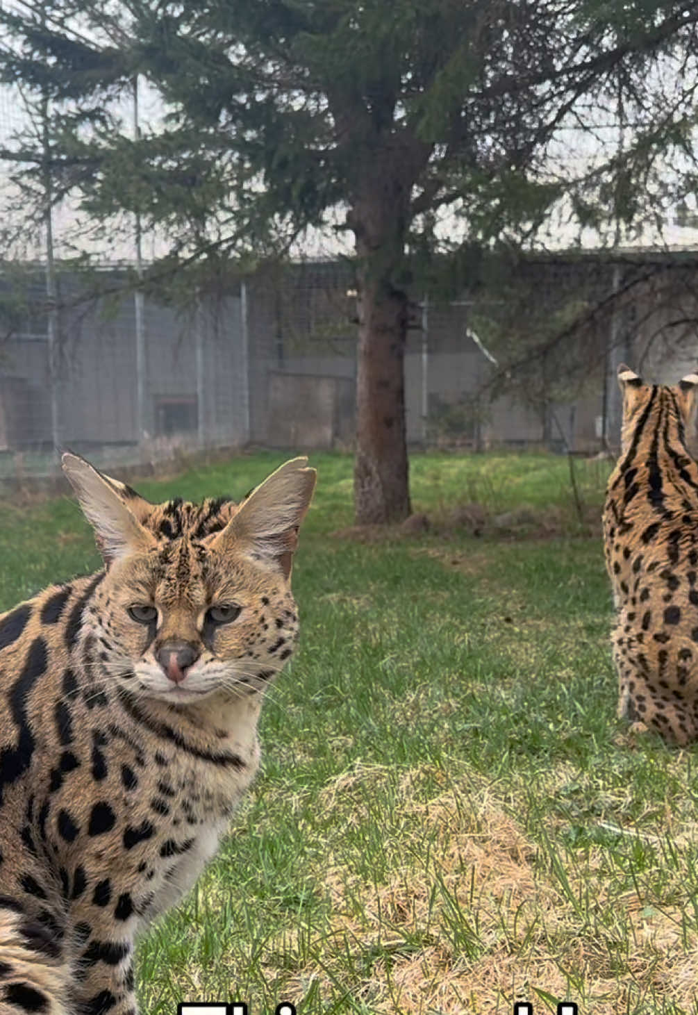 @The Wildcat Sanctuary