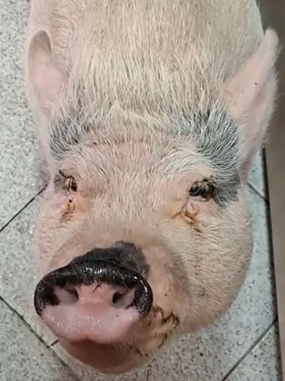 @🐷Ibi.pig🐷