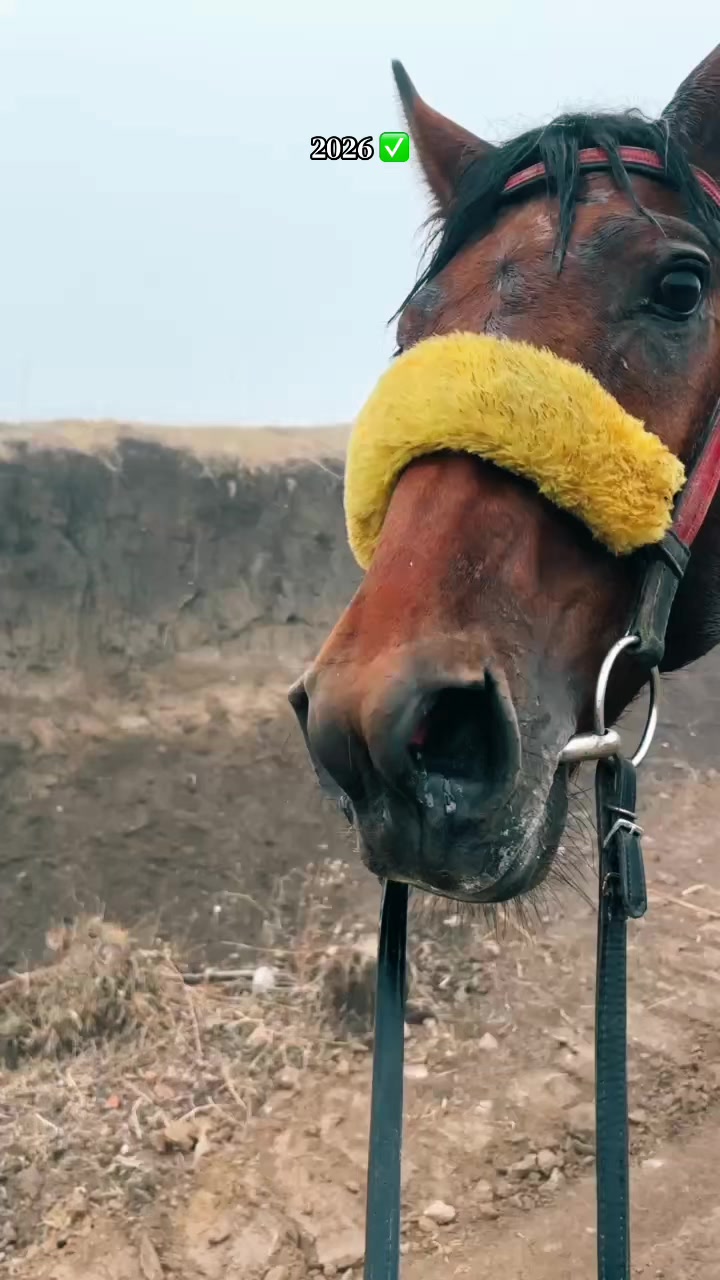 @𝐁𝐄𝐊𝐎𝐒𝐇