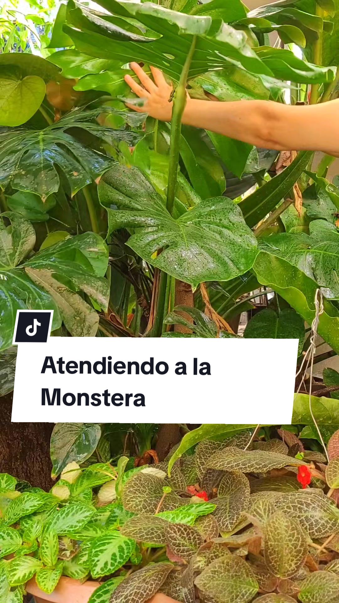 @Plantolog&iacute;a🌿