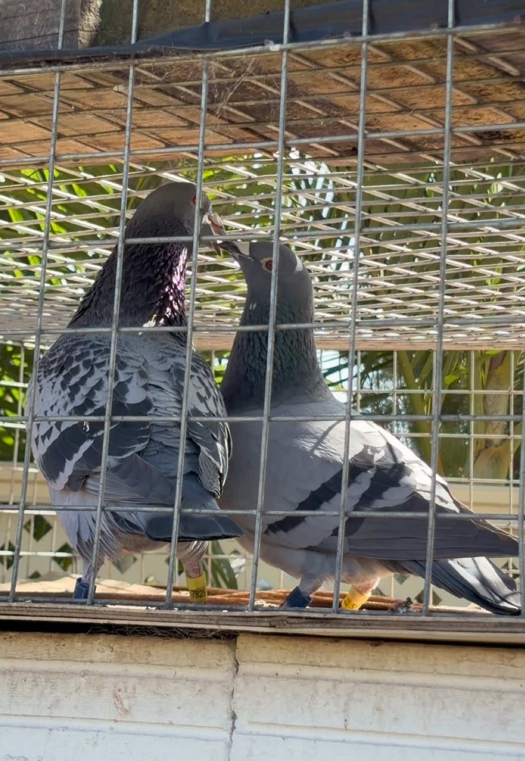 @pigeon.papii