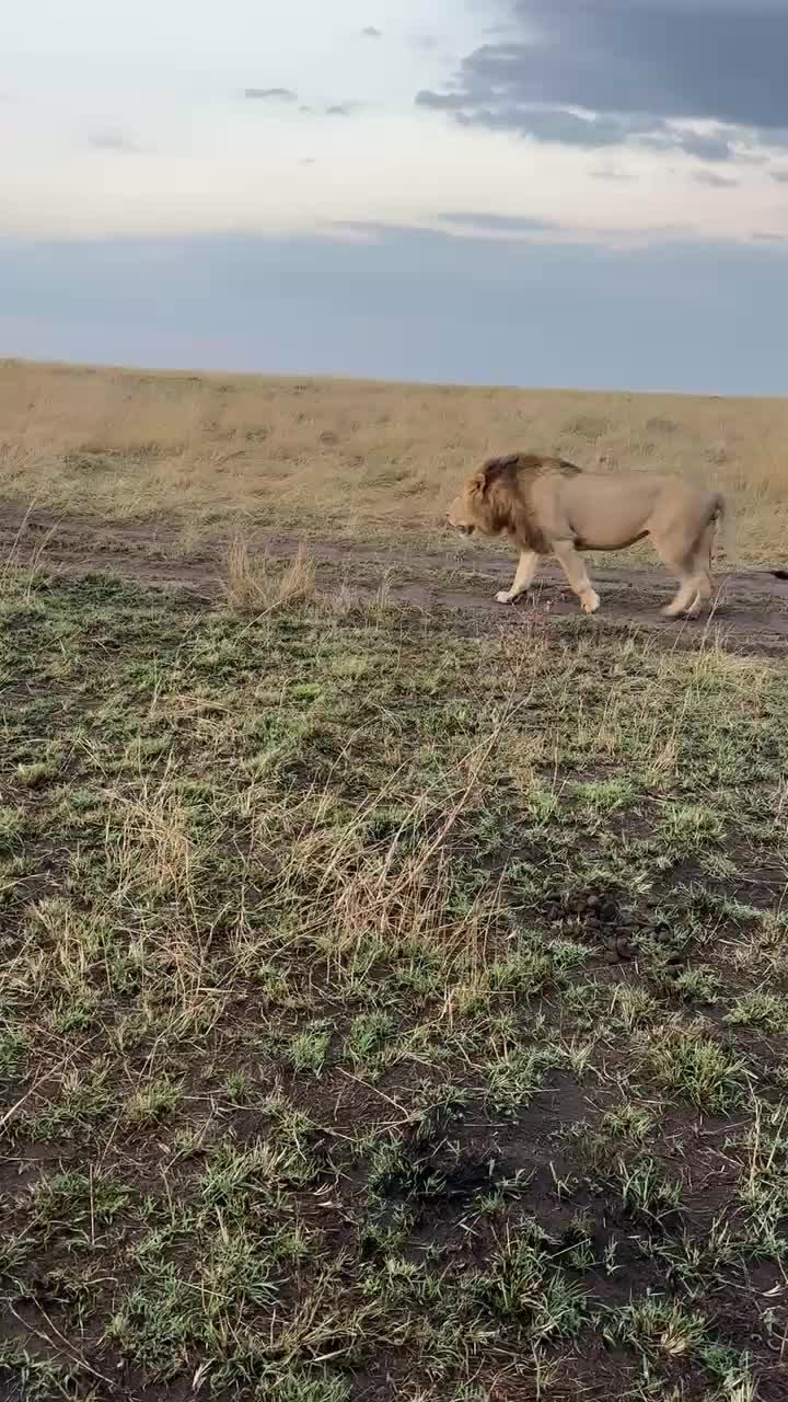 @lion_world5