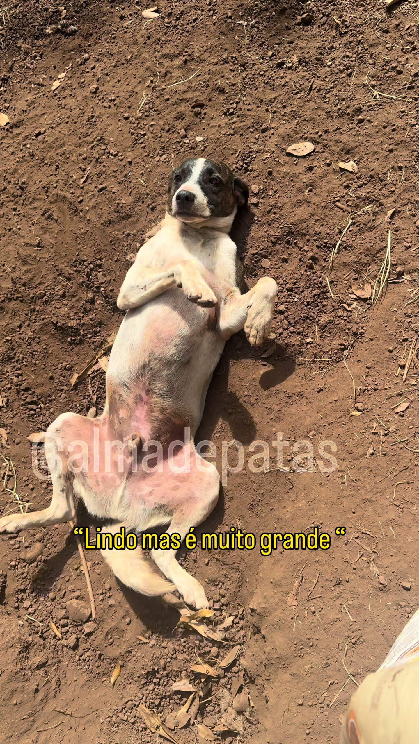 @Alma de Patas