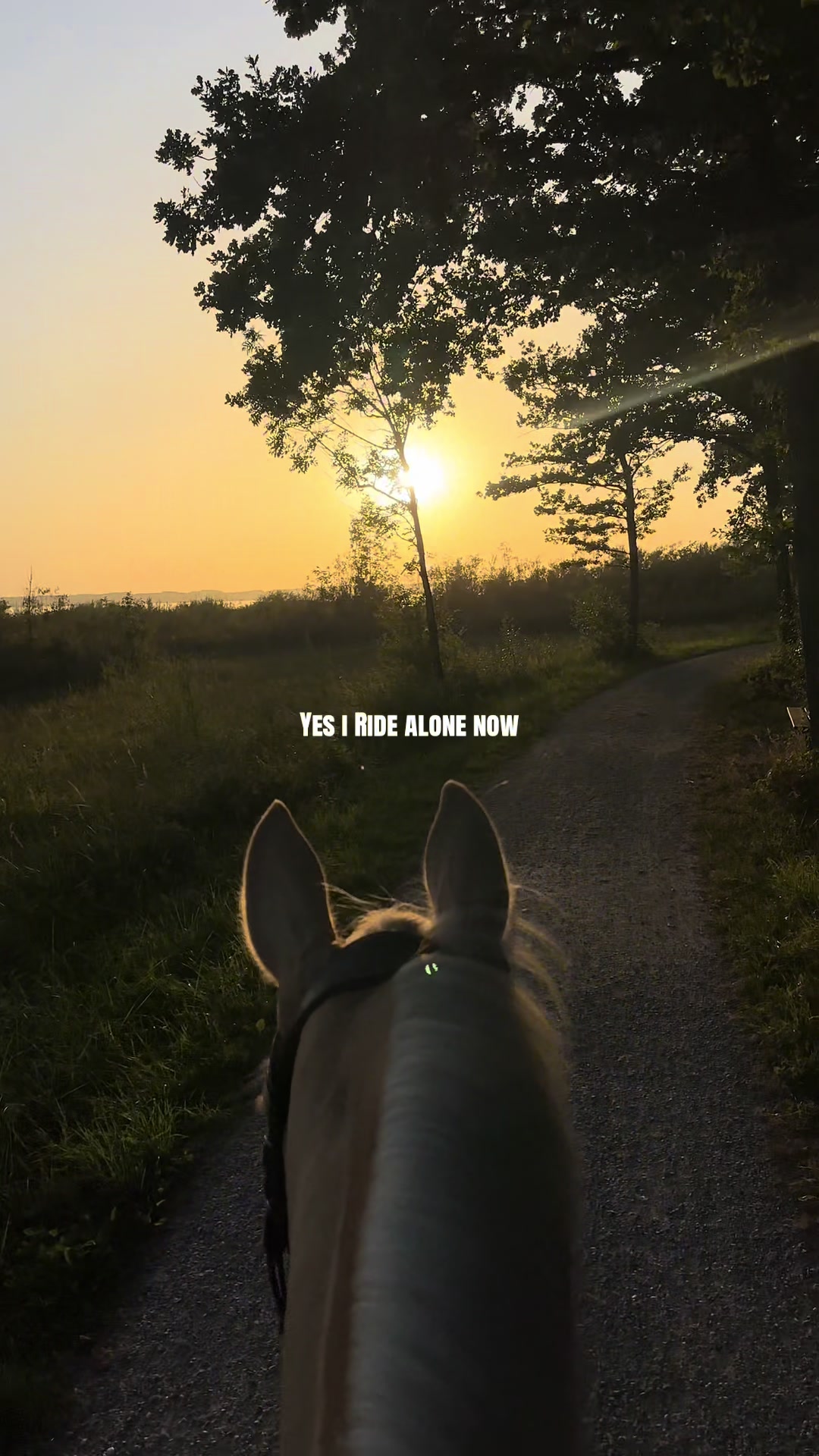 @Horses_rb_
