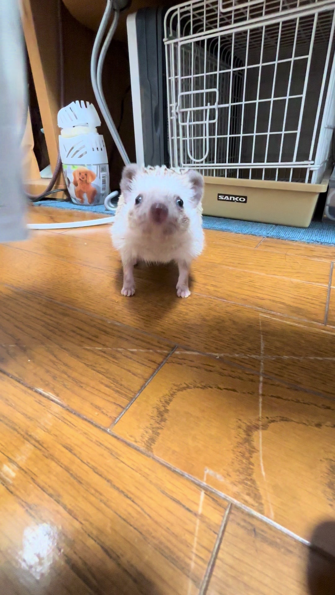@我が家のハリネズミ🦔