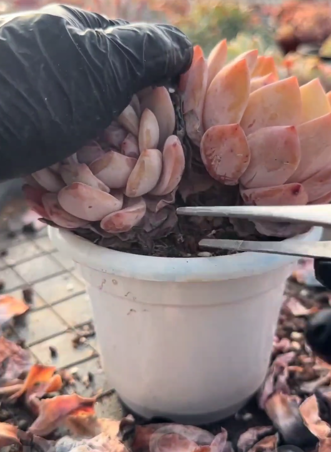 @LushSuccs