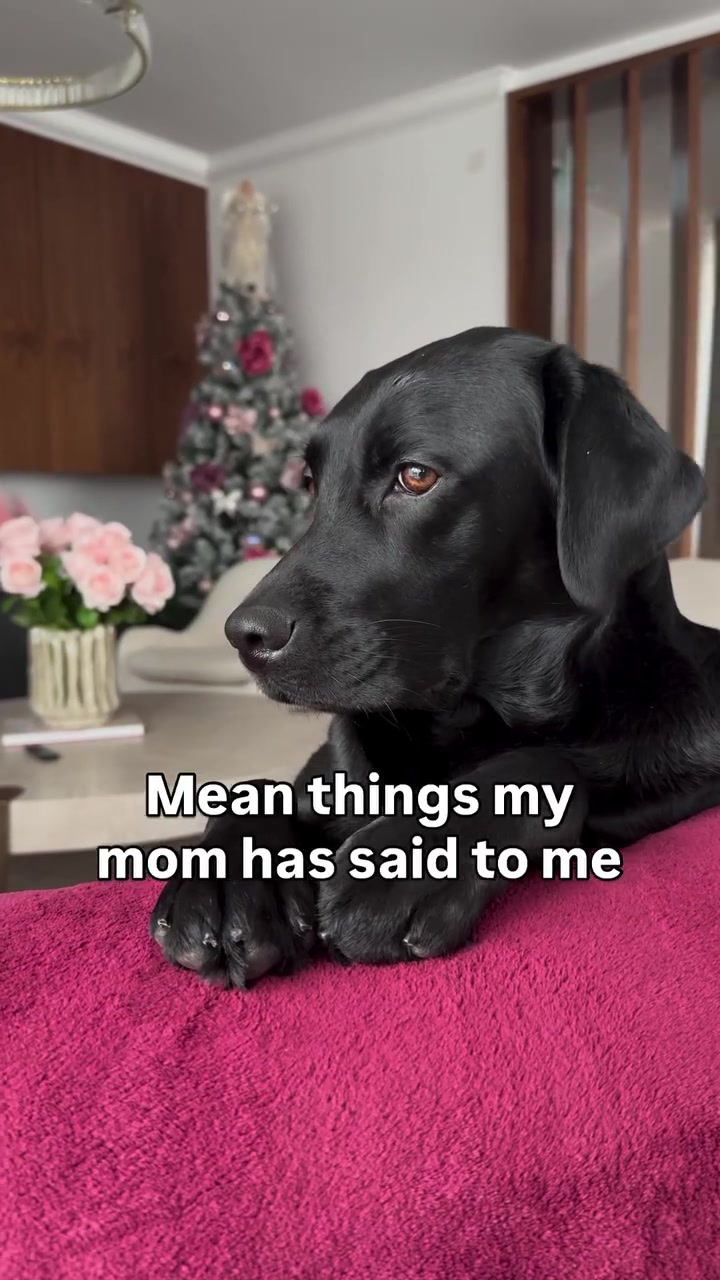 @lisatheblacklab