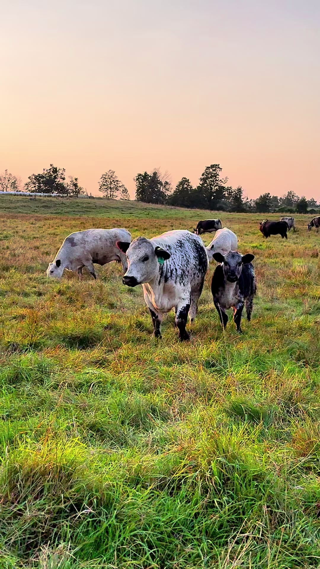@Speckle Park Cattle