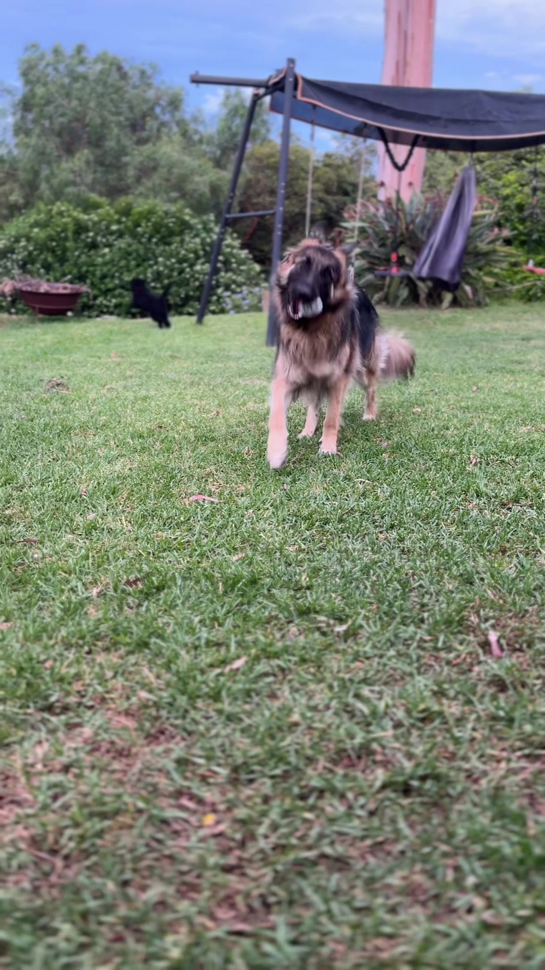 @Indy German Shepherd