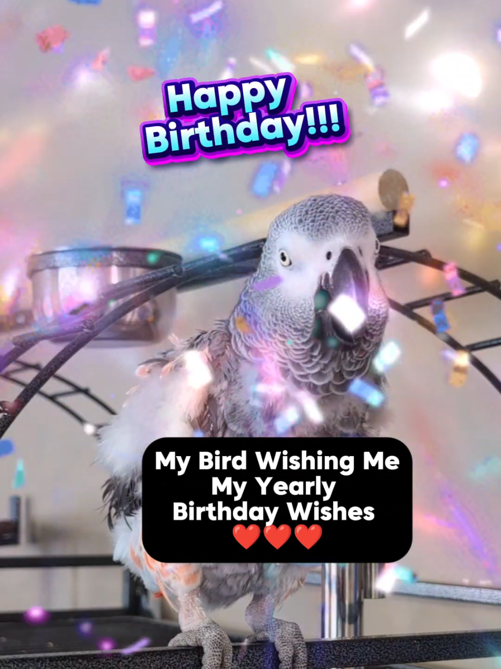@Cosmothefunnyparrot