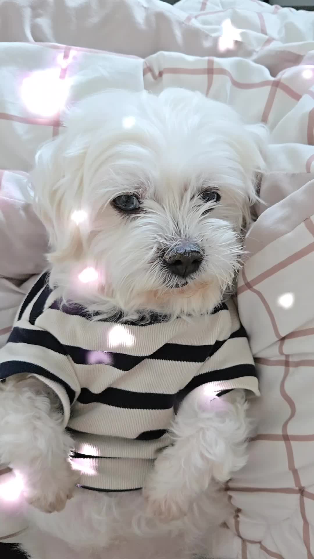 @❤파란눈녹차❤