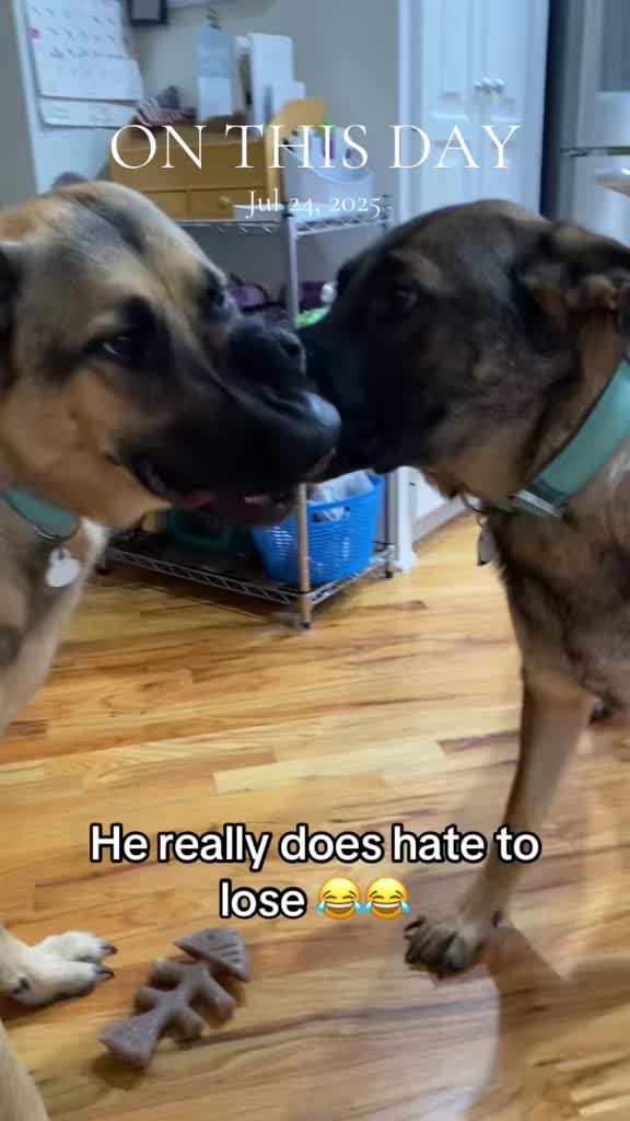 @Harris Pets & Vettes
