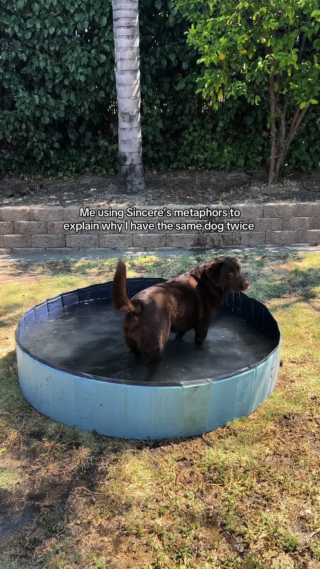 @The Chocolate Chonks 🤎