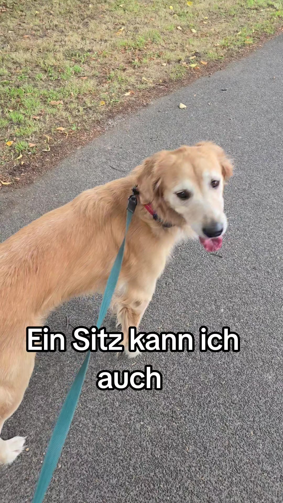 @Fellnasen WG