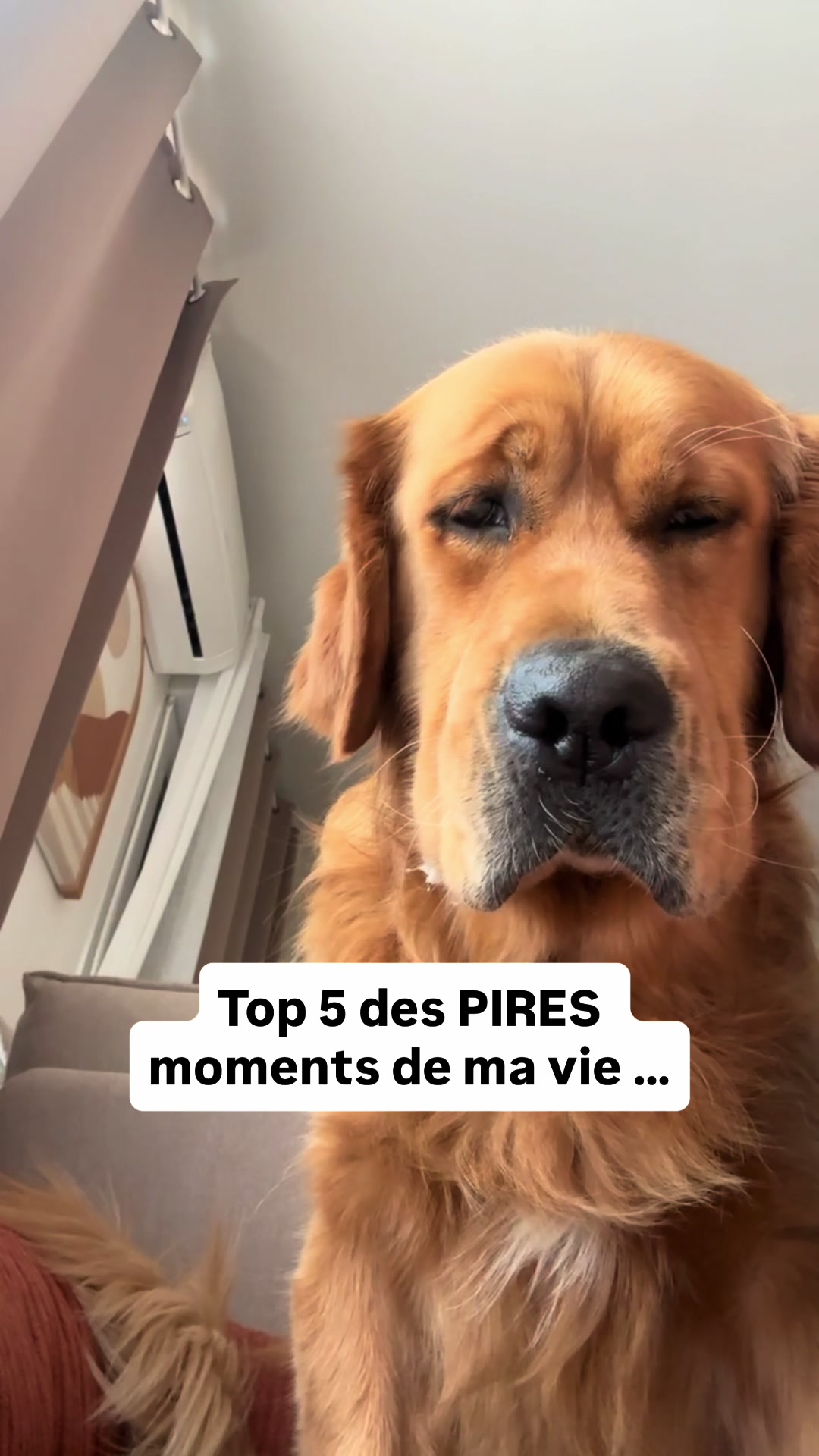 @Uggy Le Golden 🐶
