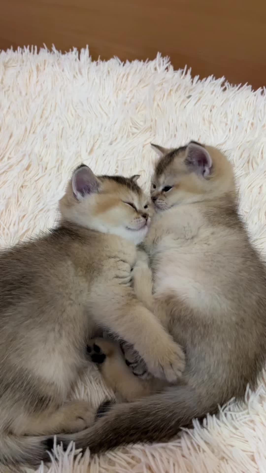 @🐈