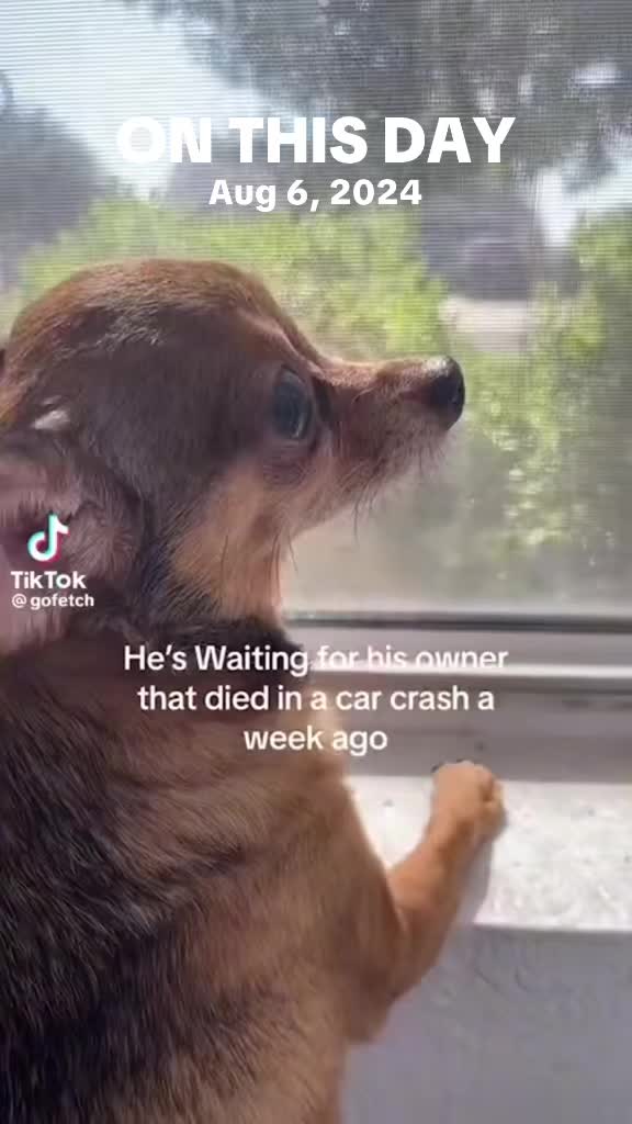 @PuppyMom