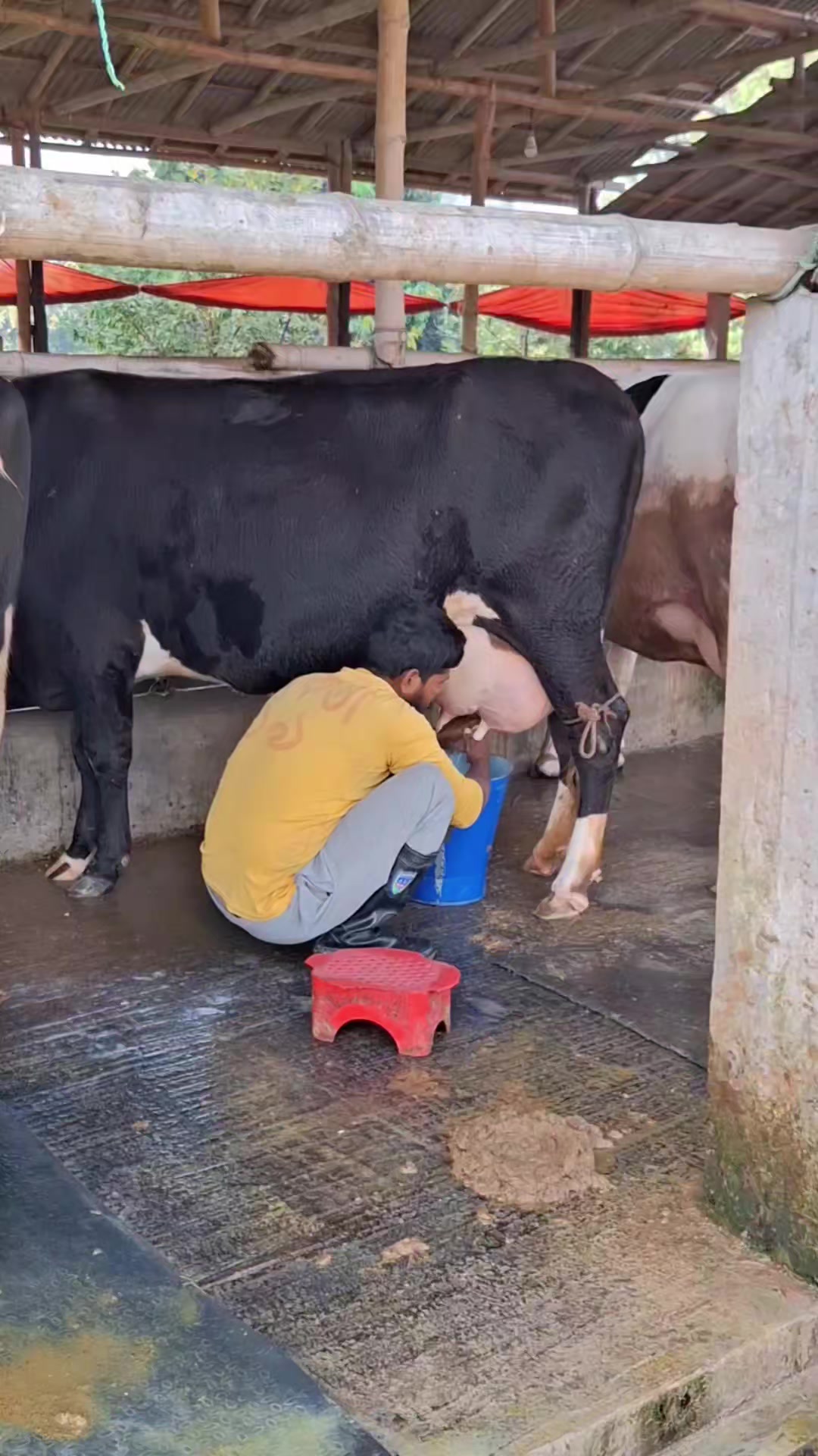 @Tonmoy dairy Farm