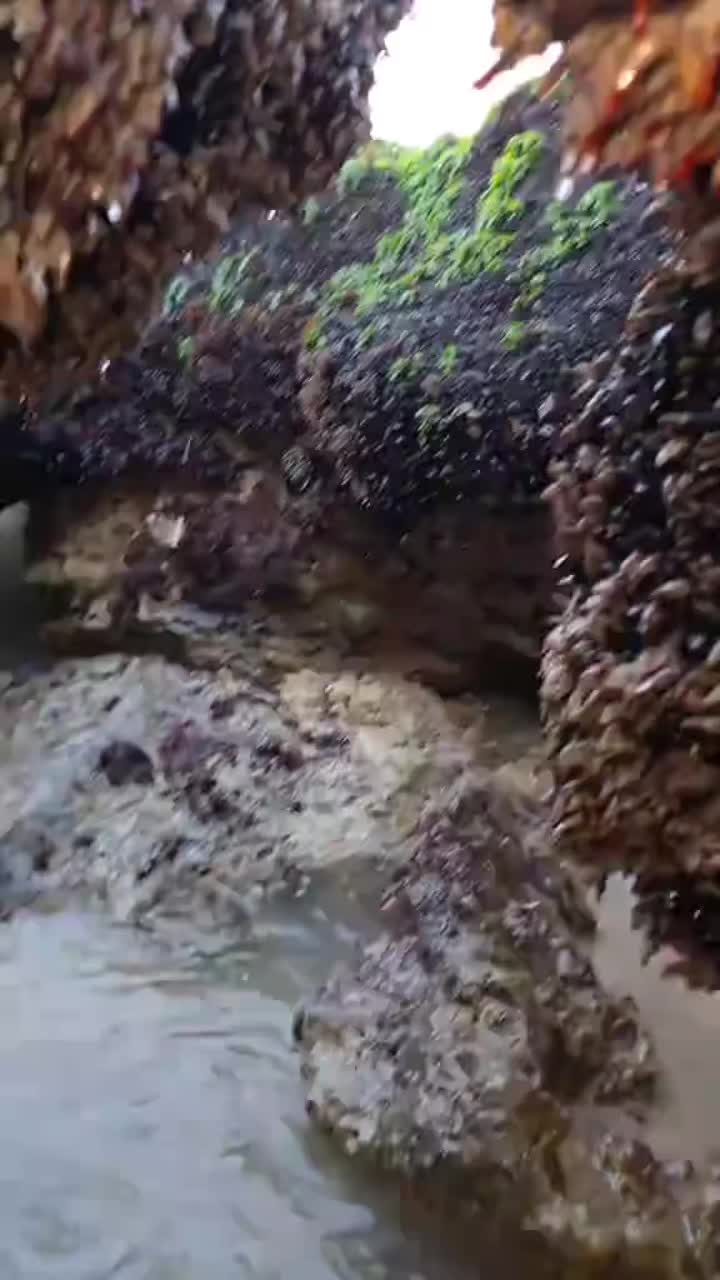 @wild_animal123