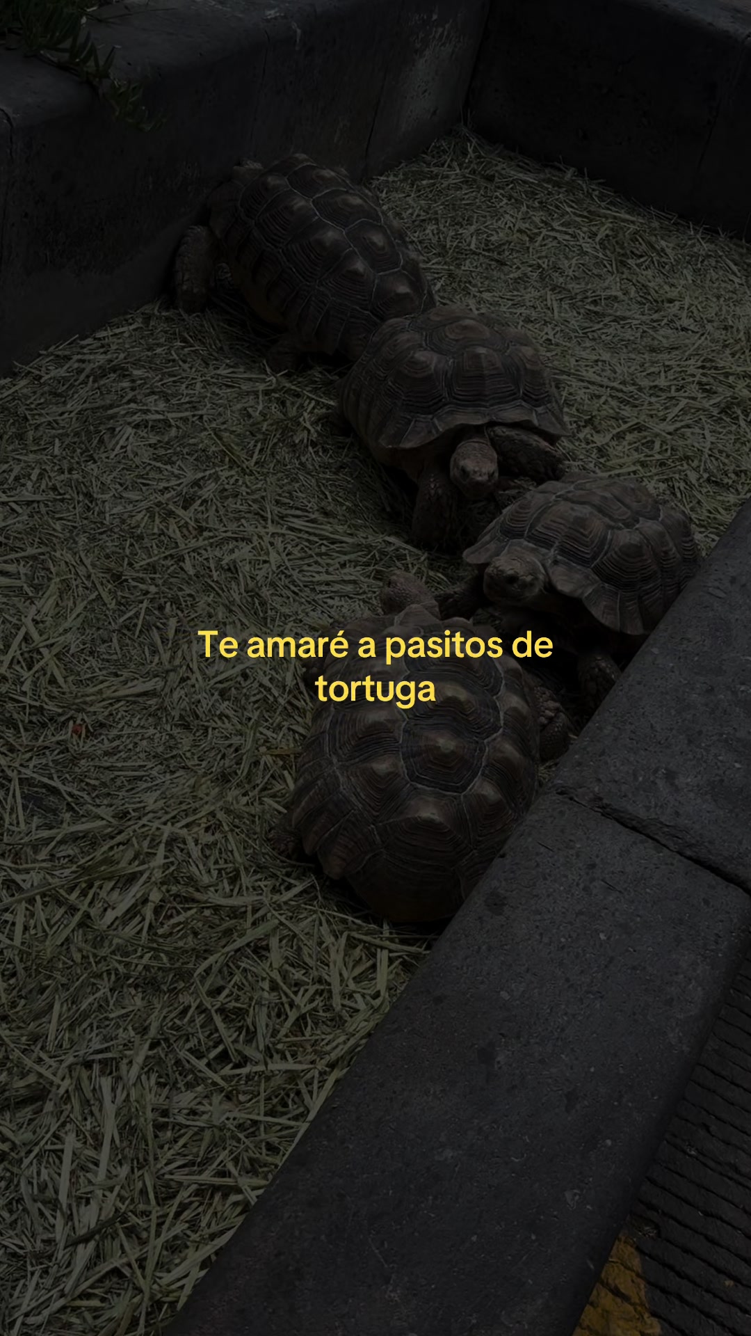@thisispollo