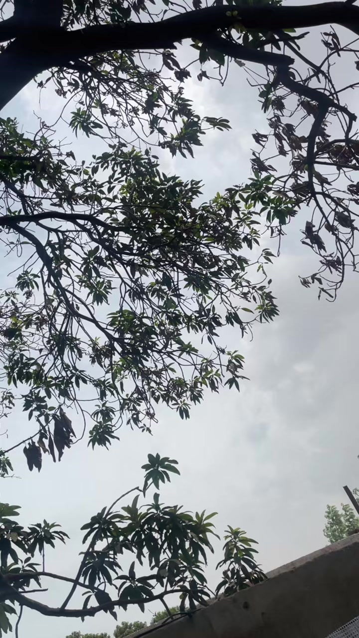 @س