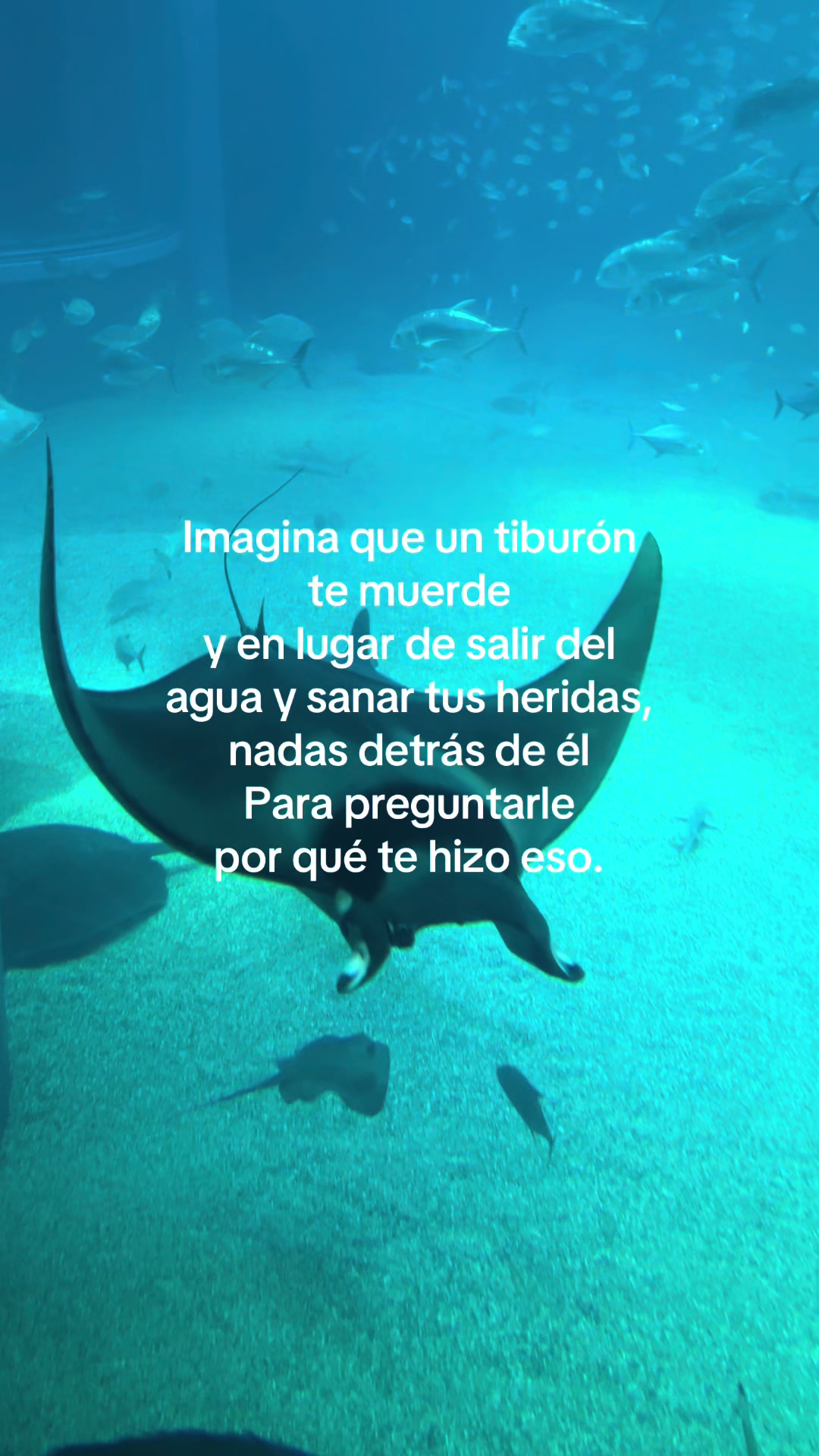 @odalischavezzz