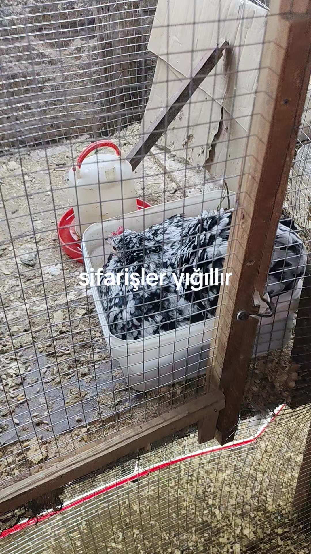 @MAŞTAĞA_QUŞCULUĞ