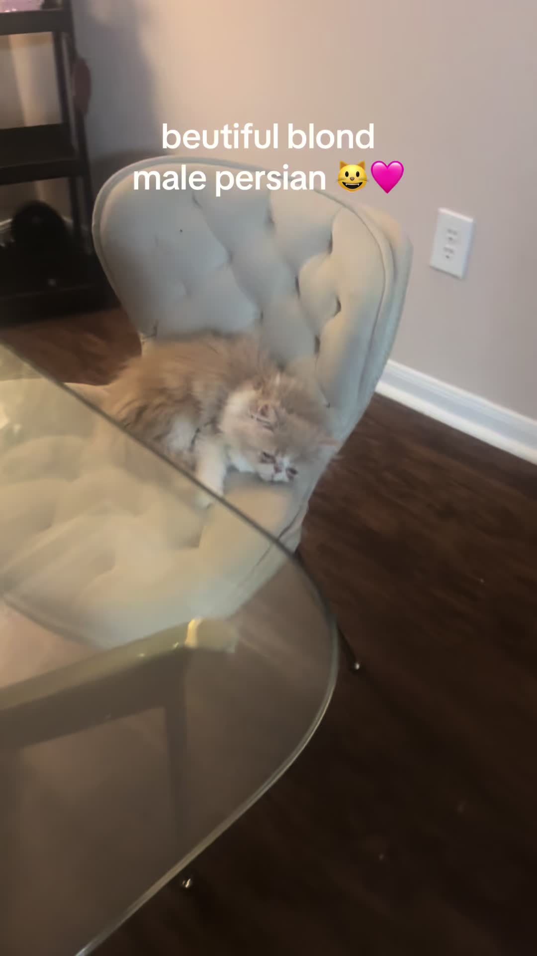 @henryetta.the.cat.lady