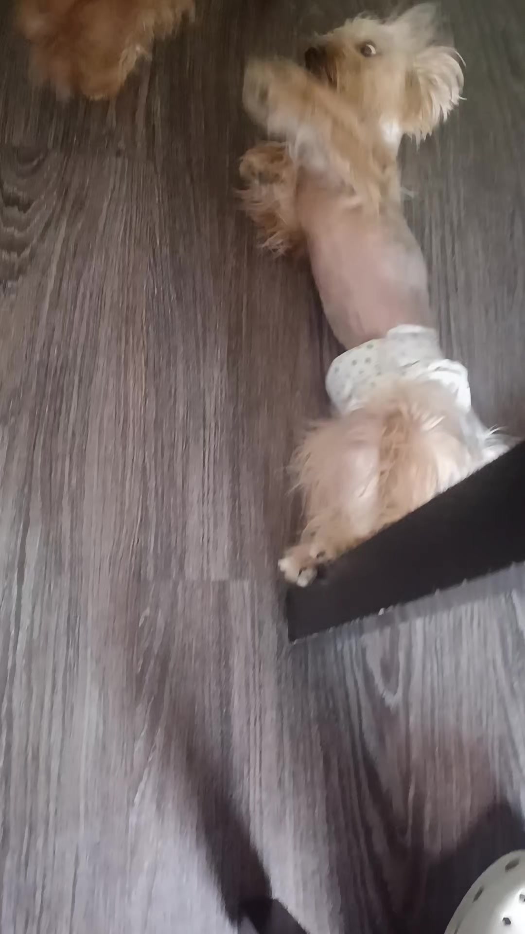 @Eddie the yorkie 😘🐶