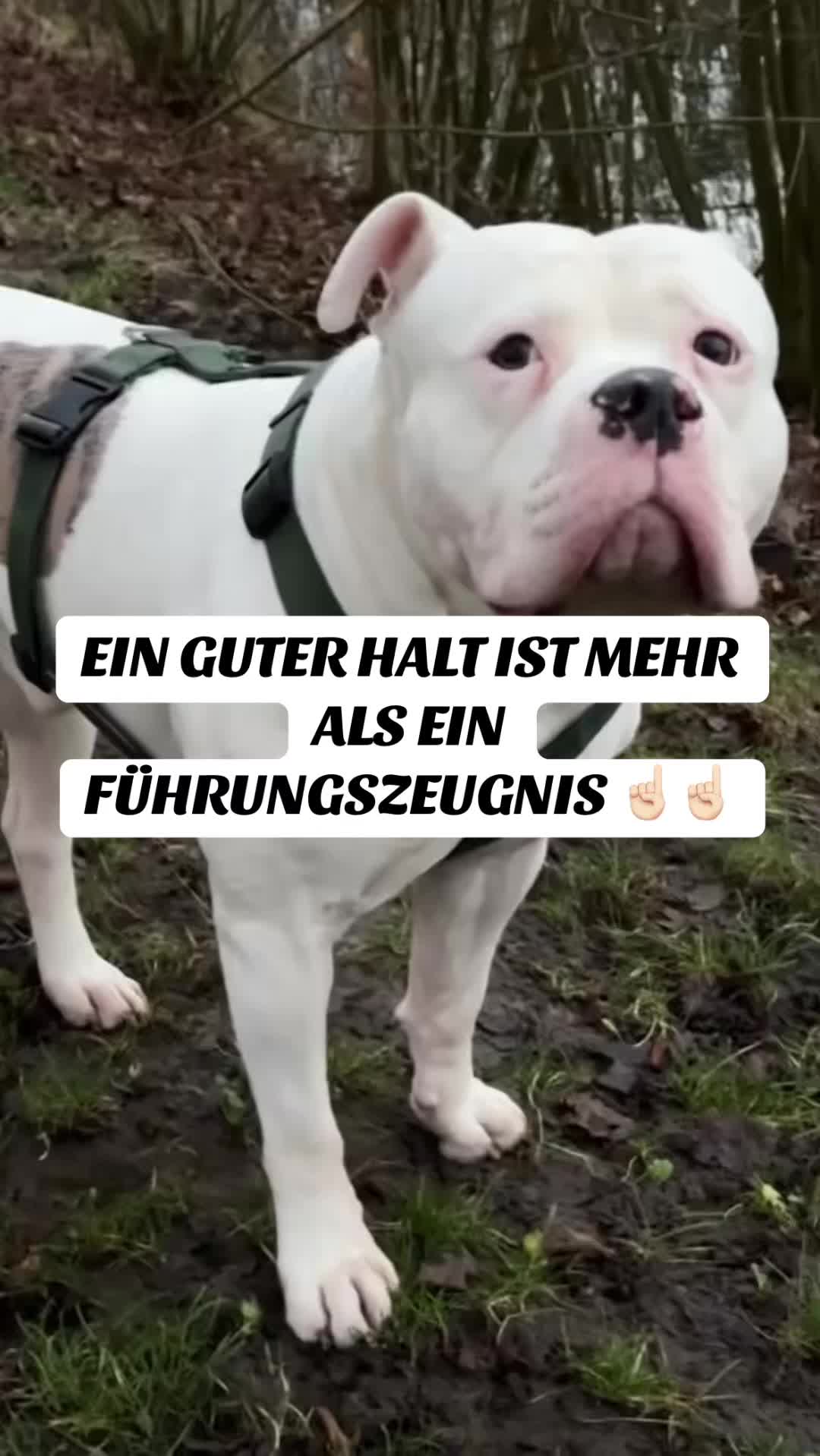 @daxter_the_bulldog