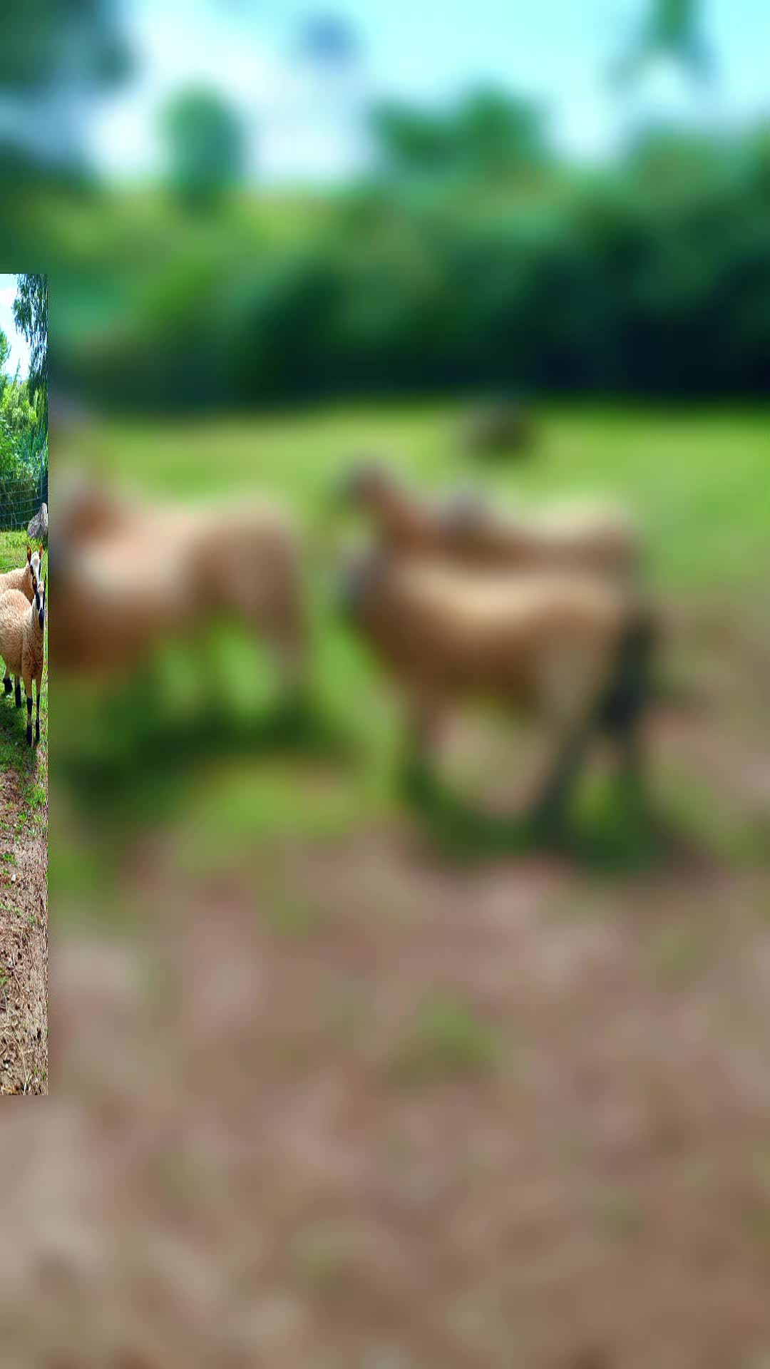 @🦚🆃𝓲𝓮𝓻🅿𝓪𝓻𝓴🆃𝓸𝓴🦚