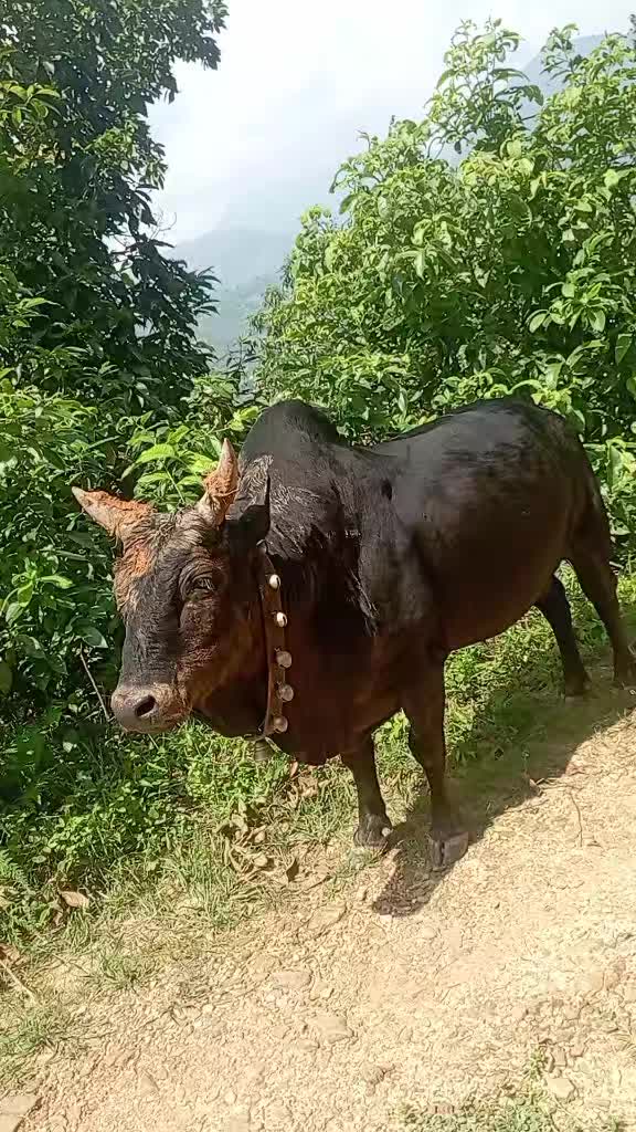 @Tanahun tiger