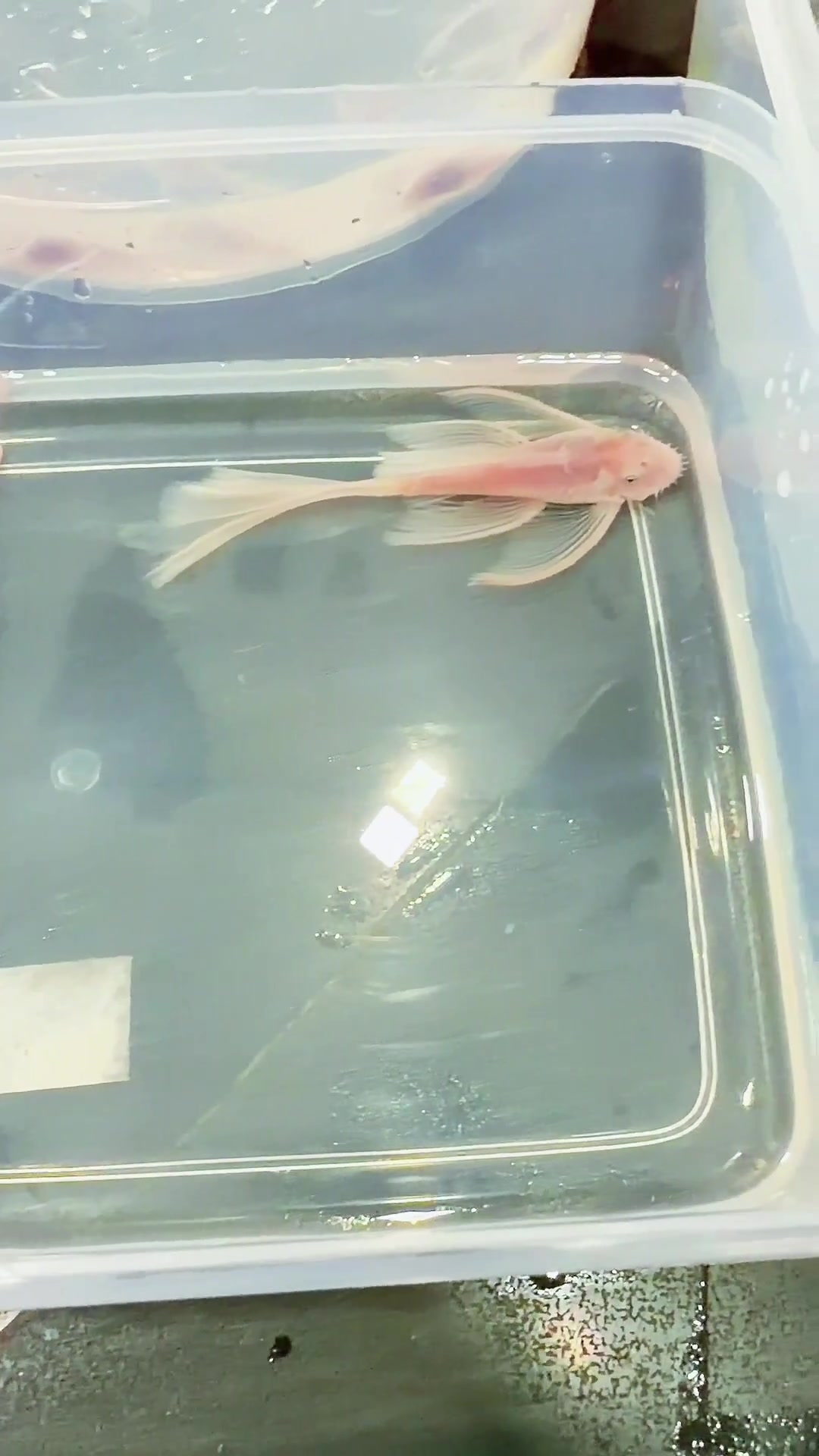 @Once Upon A Shrimp