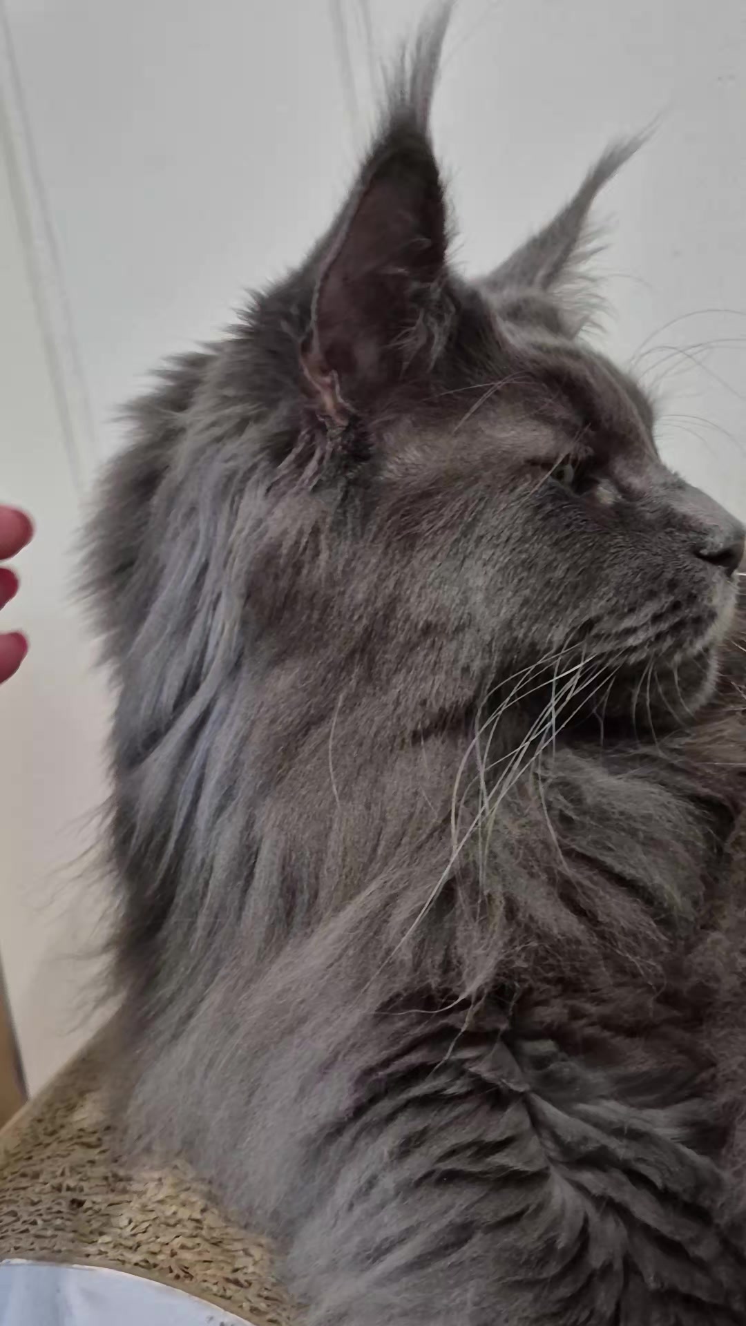 @Ragnar the Maine Coon 🐈