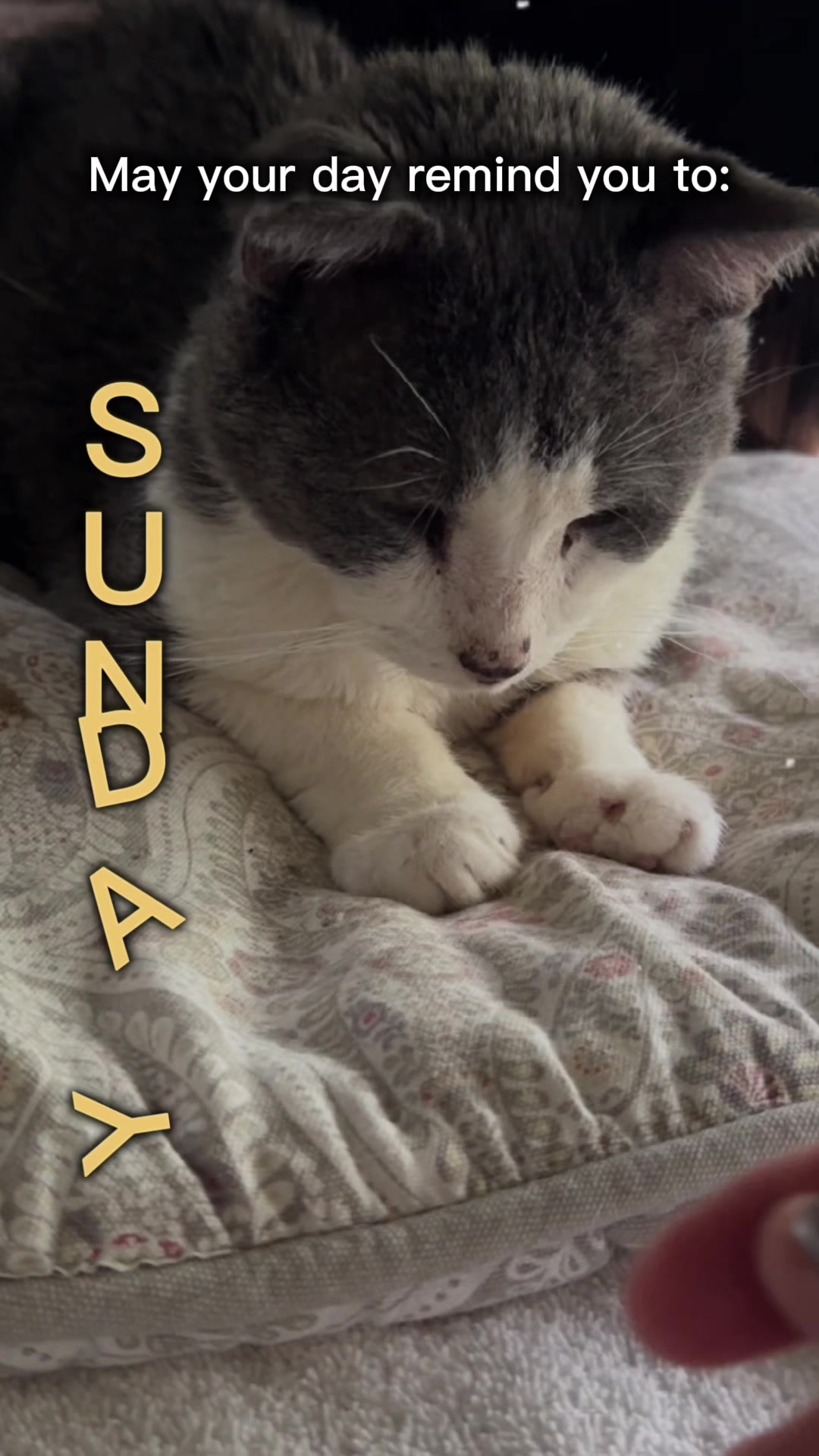 @North Toronto Cat Rescue