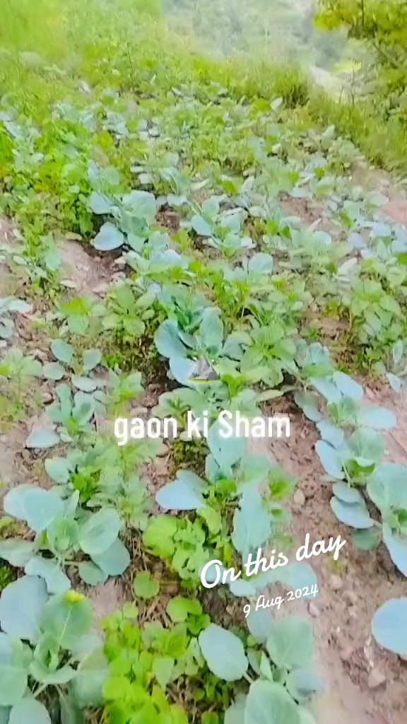 @🦅TOTAKHAIL🦅 گُجر 🥷 C. H