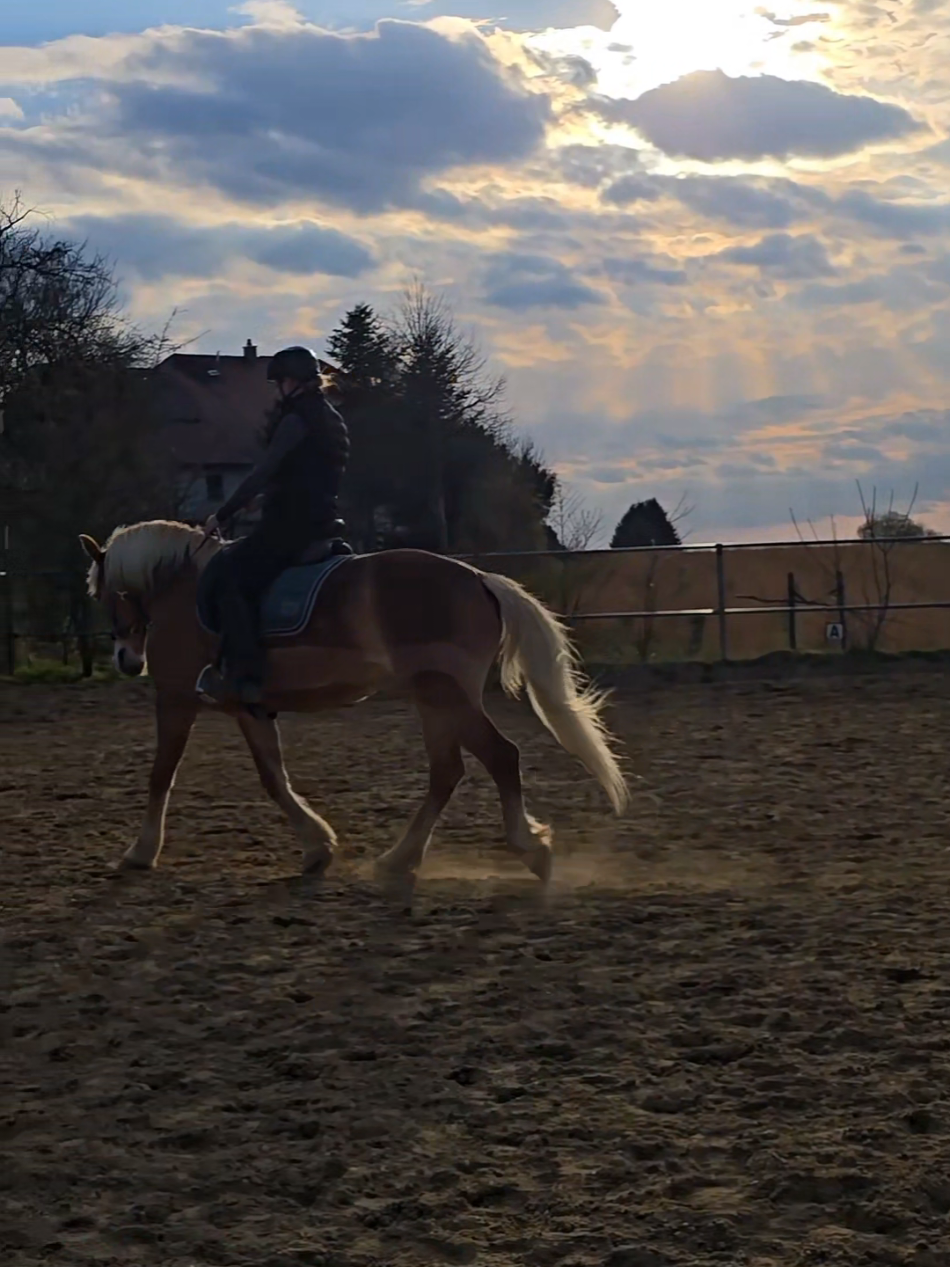 @Dreamhorse_Edelbluthaflinger