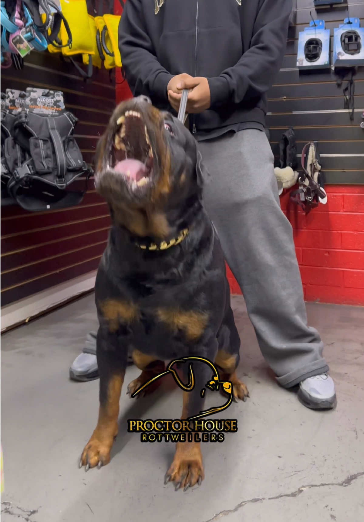 @Proctor House Rottweilers