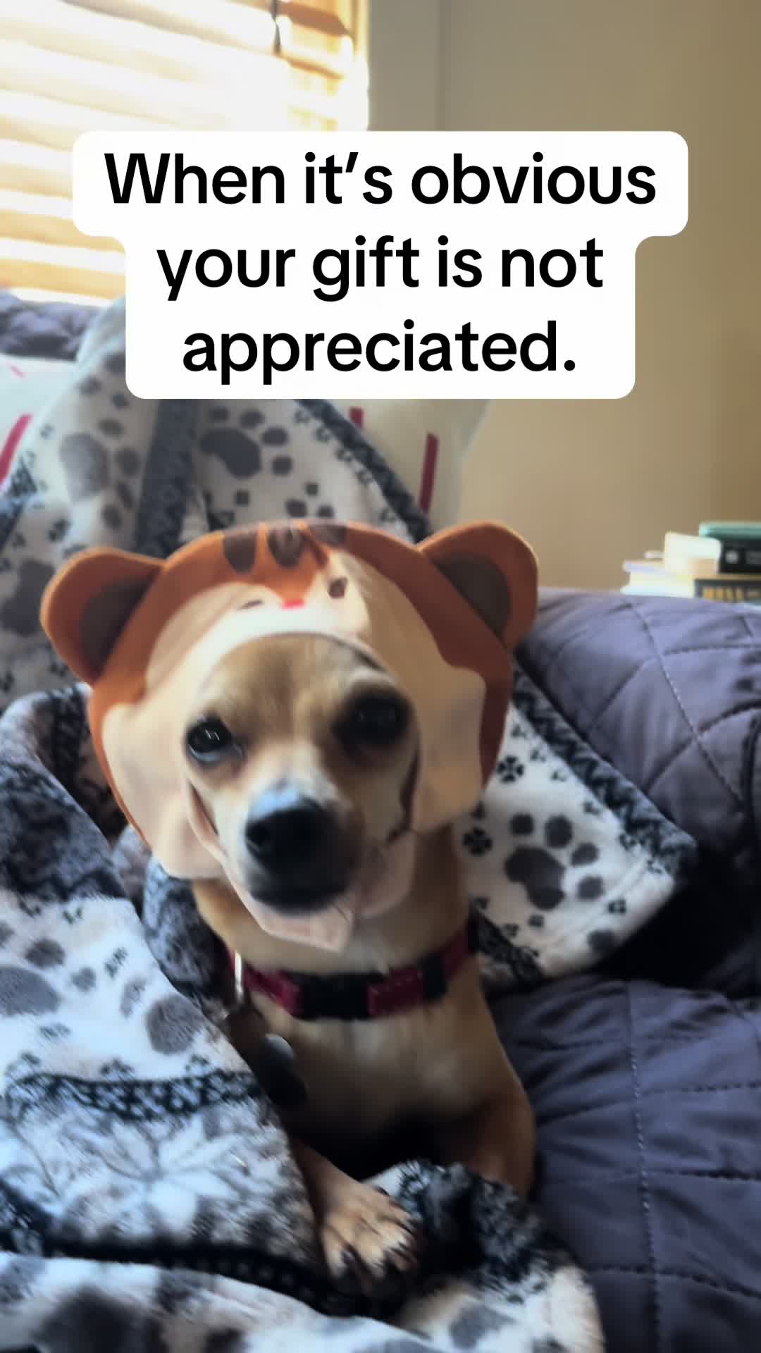 @LittleDog&Bogie