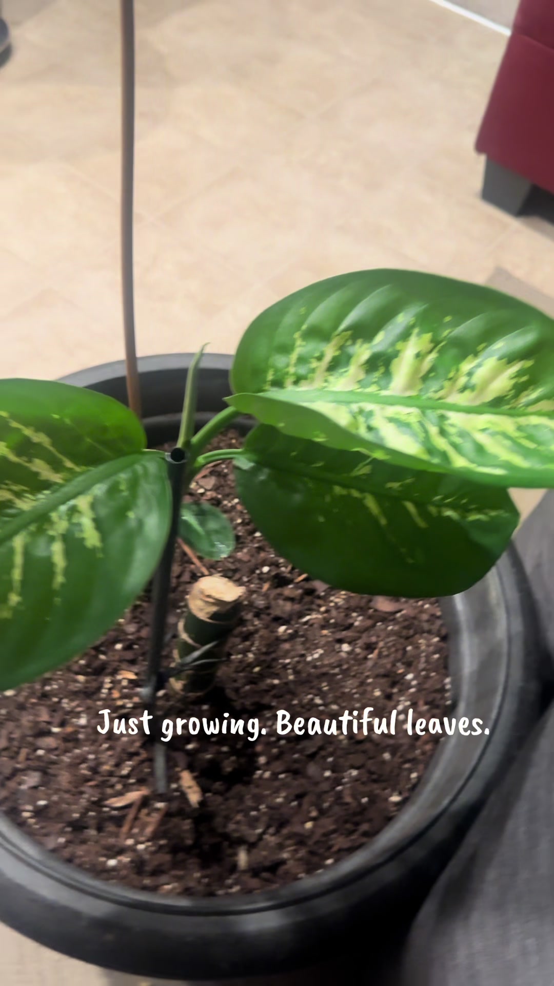 @MoePlantDad