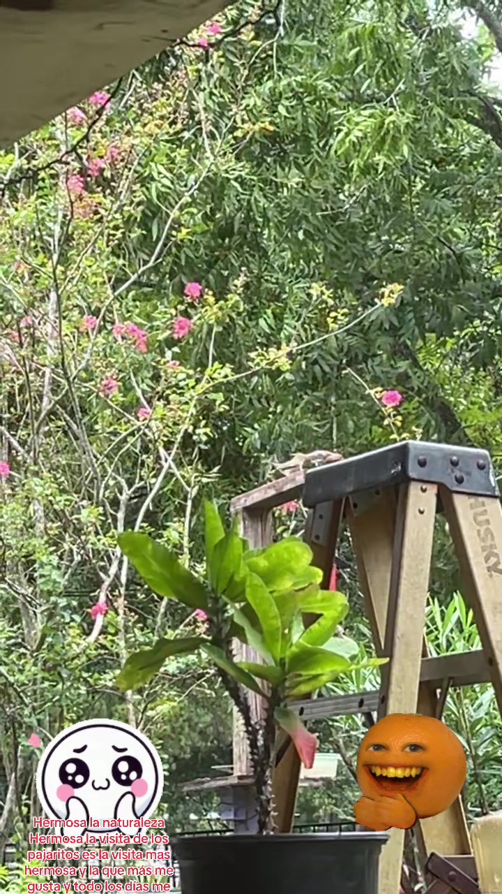 @Mariposita