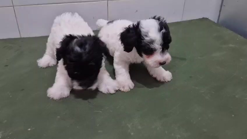 @Lavanya Kennel