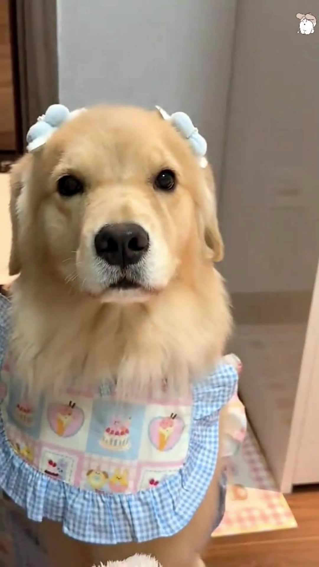 @funnypetsoftiktok2