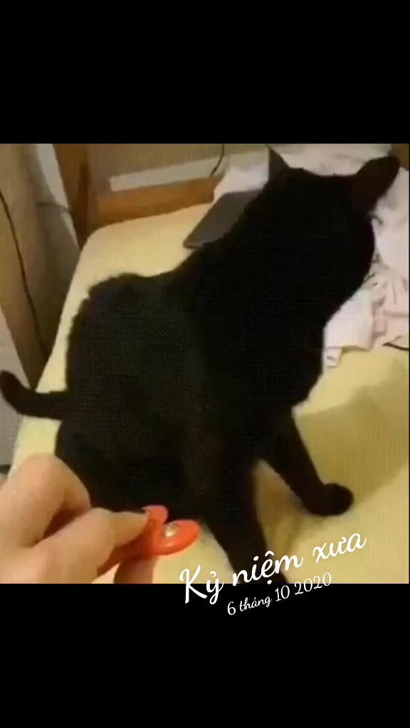 @JBN CATS