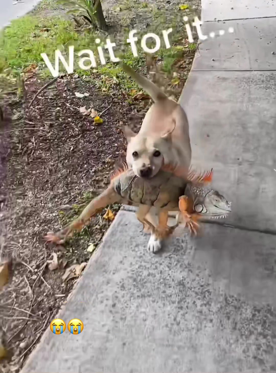 @K9stories