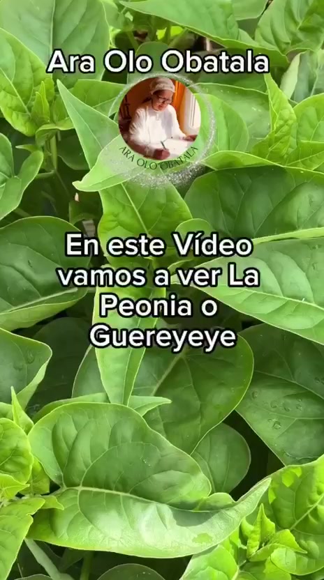 @AraOloObatala