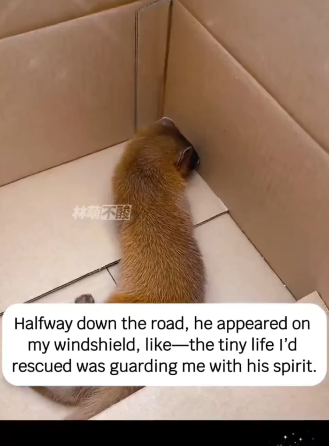 @animalsquad