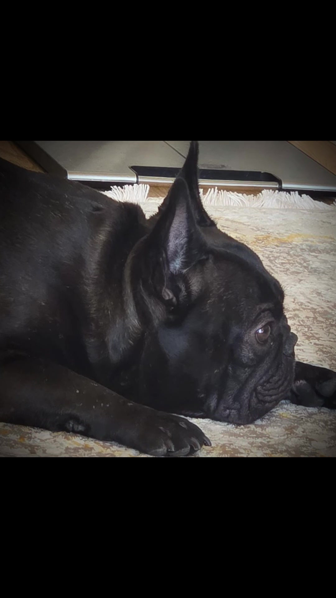@Bosphorus Bulls French Bulldog