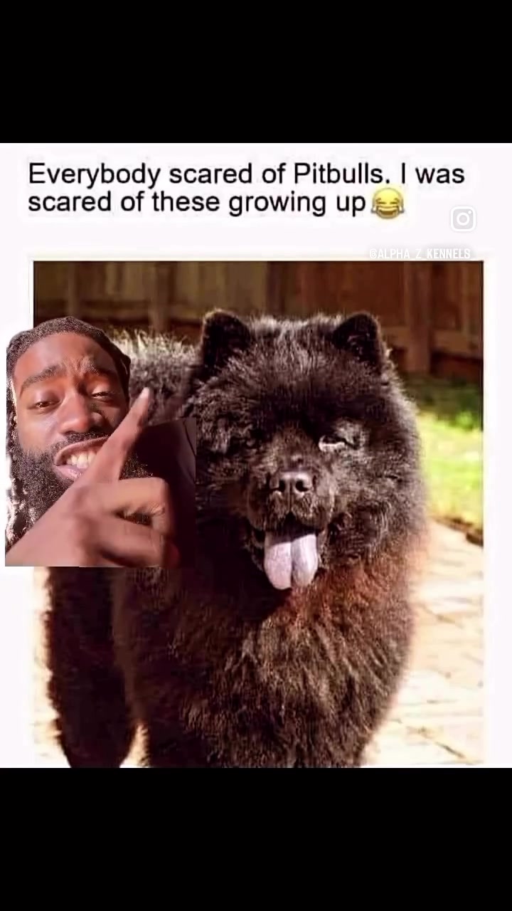 @Alpha Z Kennels
