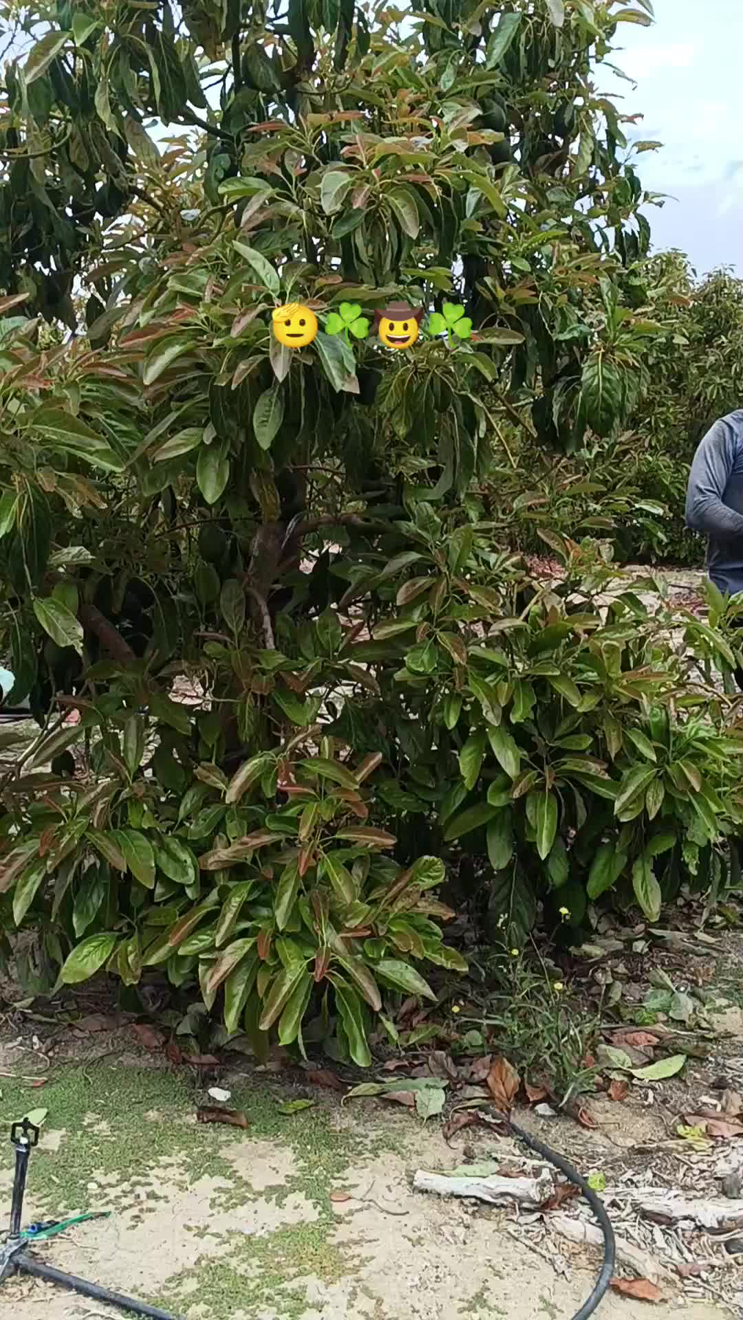 @los puntocios 🥑🍋🍊🤙🤙